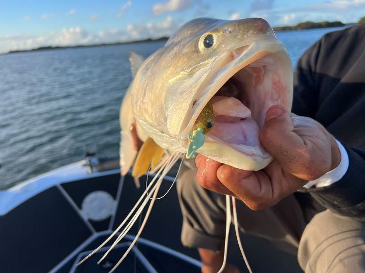 Prawno Jig Heads