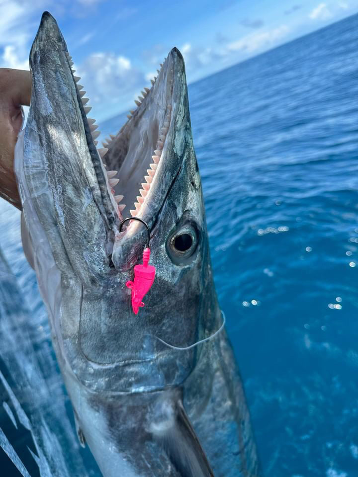 Prawno Jig Heads