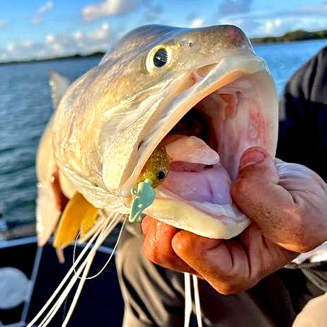 Prawno Jig Heads