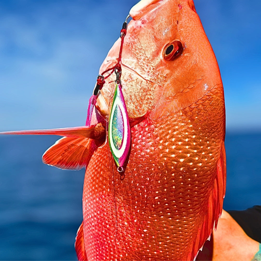 Reef fish caught on a Fat Boy Flutter slow pitch jig in pink and chartreuse