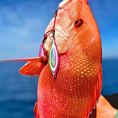 Reef fish caught on a Fat Boy Flutter slow pitch jig in pink and chartreuse